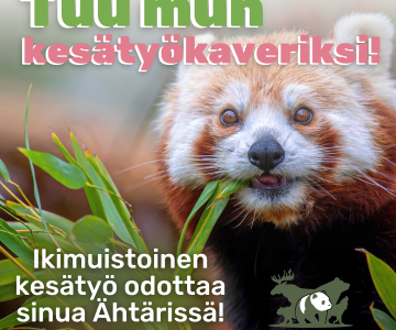 Kesätöihin Ähtäri Zoohon! 